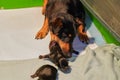 Newborn jack russell terrier pups, mother takes puppy in mouth to move in a whelping box