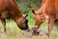 Newborn Jersey calf Royalty Free Stock Photo