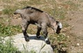 Newborn kiko goat Royalty Free Stock Photo