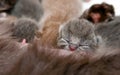 Newborn Kitten Royalty Free Stock Photo
