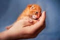 Newborn kitten