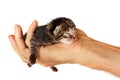 Newborn kitten in arms of man on   isolated background Royalty Free Stock Photo