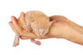 Newborn kitten in arms of man on   isolated background Royalty Free Stock Photo