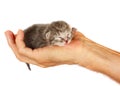 Newborn kitten in arms of man on   isolated background Royalty Free Stock Photo