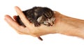 Newborn kitten in arms of man on   isolated background Royalty Free Stock Photo