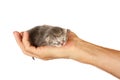 Newborn kitten in arms of man on   isolated background Royalty Free Stock Photo