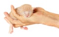 Newborn kitten in arms of man on   isolated background Royalty Free Stock Photo