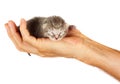 Newborn kitten in arms of man on   isolated background Royalty Free Stock Photo