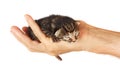 Newborn kitten in arms of man on   isolated background Royalty Free Stock Photo