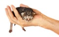 Newborn kitten in arms of man on   isolated background Royalty Free Stock Photo