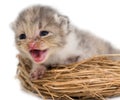 Newborn kitten in a basket on a white background Royalty Free Stock Photo