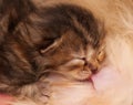 Newborn kitten Royalty Free Stock Photo