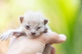 Newborn kitten in hand on green outdoor. little cat newbie