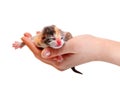 newborn kitten isolated on white background. The hand holds the kitten. Royalty Free Stock Photo