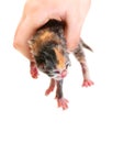 newborn kitten isolated on white background. The hand holds the kitten. Royalty Free Stock Photo