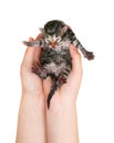 newborn kitten isolated on a white background. hand holds the kitten. Royalty Free Stock Photo