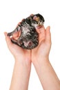 newborn kitten isolated on a white background. hand holds the kitten. Royalty Free Stock Photo