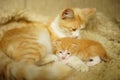 A newborn kitten lies on a cat paw on a blanket, a nanny cat, two cats of the same color, but of different ages