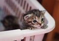 Newborn kitten