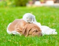 Newborn kitten lying with sleeping Bordeaux puppy on green grass