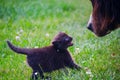 Newborn kitten meet dog