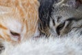 Newborn Kittens Drink Milk From Mother`s Breast