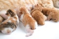 Newborn baby kittens drinking milk from their mom breast Royalty Free Stock Photo