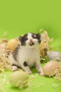 Newborn Kittens green easter basket