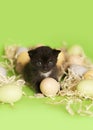 Newborn Kittens green easter basket