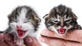 Newborn kittens in a hands