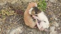 newborn kittens, homeless street animals