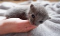 Newborn kittens learn to open their eyes Royalty Free Stock Photo