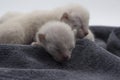 Newborn kittens learn to open their eyes Royalty Free Stock Photo