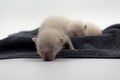 Newborn kittens learn to open their eyes Royalty Free Stock Photo