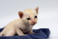 Newborn kittens learn to open their eyes Royalty Free Stock Photo