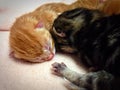 Newborn kittens Royalty Free Stock Photo