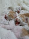 newborn kittens persian cats