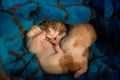 Newborn kittens sleeping