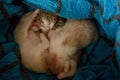 Newborn kittens sleeping