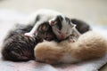 Newborn kittens sleeping, cute baby animals sleep