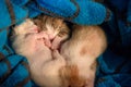 Newborn kittens sleeping