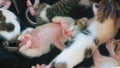 Newborn kittens were sleeping together, unable to open their eyes in a cardboard box.