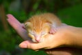 Newborn kitty in hand under sunlight. Royalty Free Stock Photo