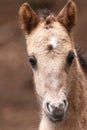 Newborn Konik foal Royalty Free Stock Photo