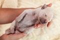 Newborn labrador puppy dog cleaned and dried in woman hands Royalty Free Stock Photo