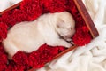 Newborn labrador puppy dog sleeping in bed full of flowers Royalty Free Stock Photo