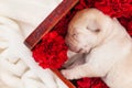 Newborn labrador puppy dog sleeping in flower box - closeup Royalty Free Stock Photo