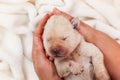 Newborn labrador puppy dog sleeping peacefully in woman palms - top view Royalty Free Stock Photo