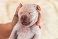 Newborn labrador puppy dog in woman hand Royalty Free Stock Photo