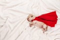 Newborn labrador puppy with red superhero cape sleeping on white Royalty Free Stock Photo